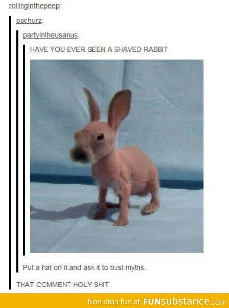 Shaved Rabbit