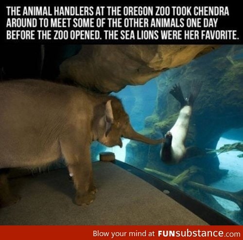 An elephant meets a sea lion