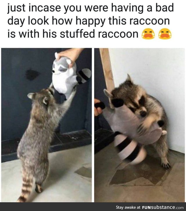 This raccoon can cheer you up