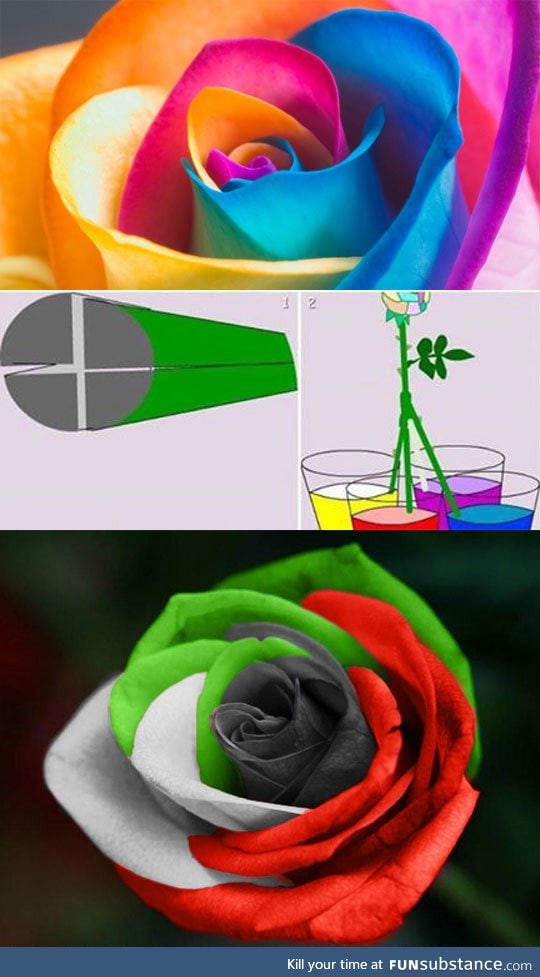 How to easily make a multicolored rose