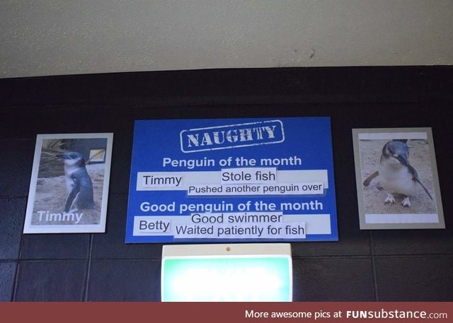 The National Aquarium of New Zealand names the naughty penguin of the month