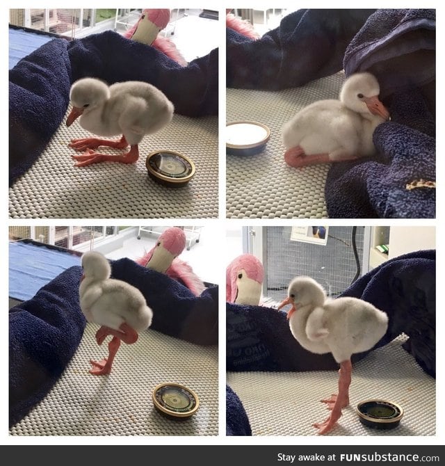 Precious baby Flamingo