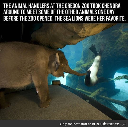 An elephant visiting a sea lion