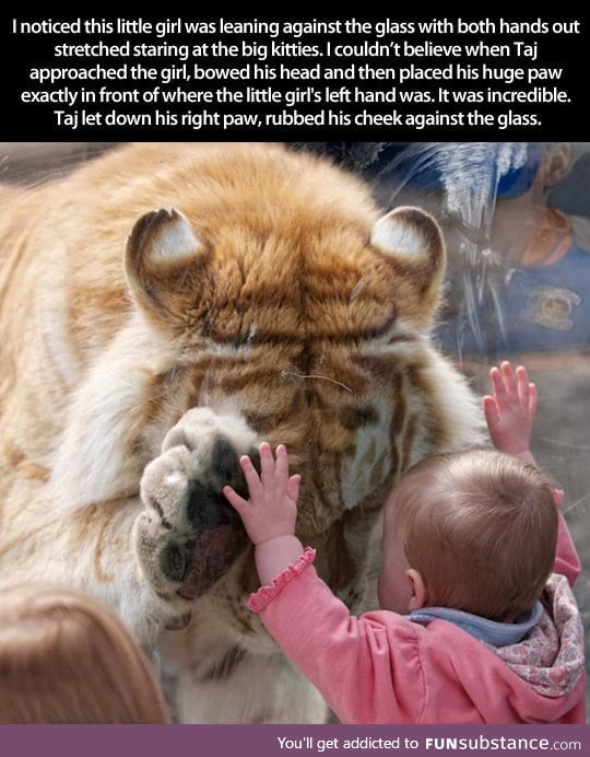 Tiger makes adorable connection with tiny human