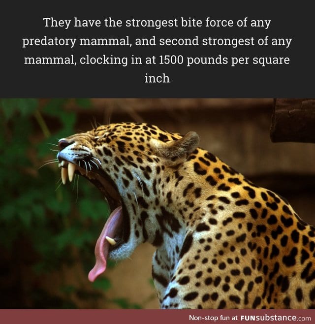 Jaguars are scary animals