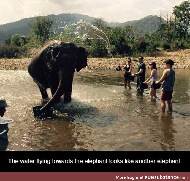 Elephanto does an elephanto