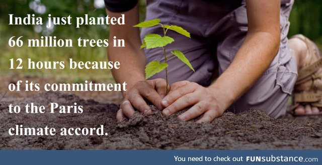 Plant more trees