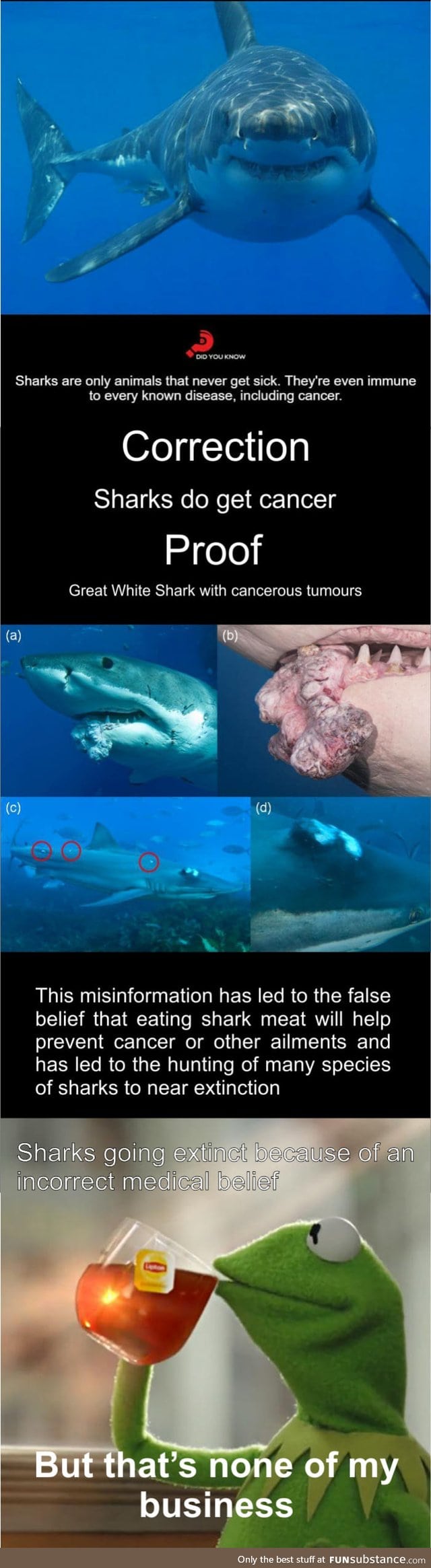 Sharks do get sick and get cancer