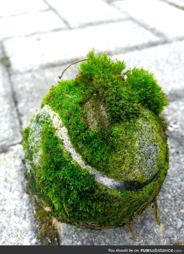 Tiny ecosystem living on a tennis ball