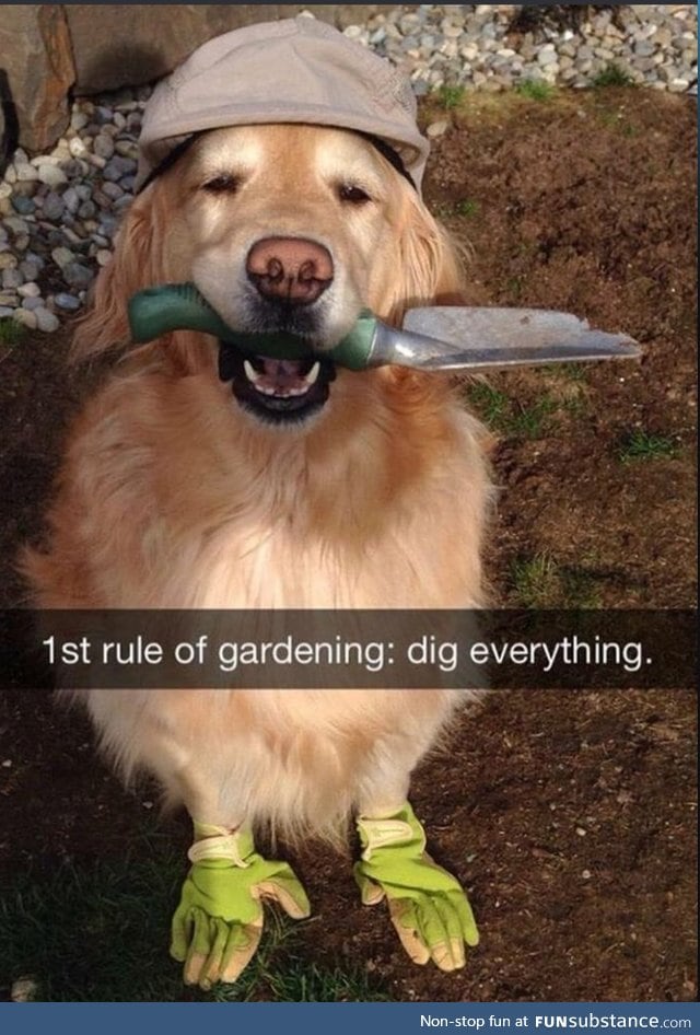 Doggo does a horticulture