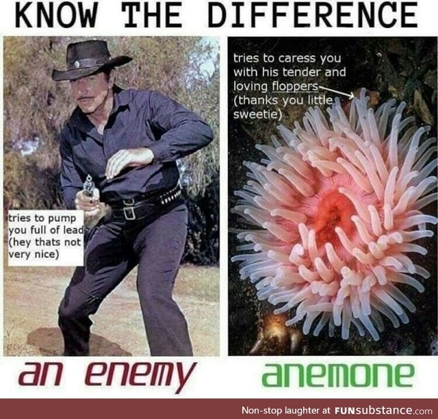 How to tell an anemone