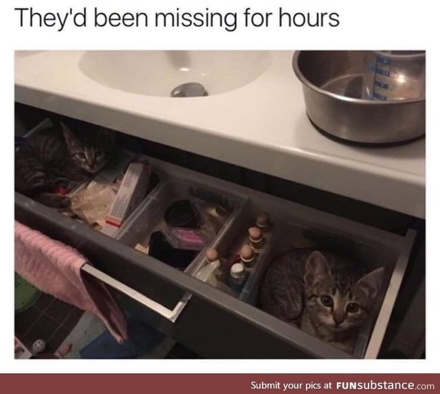 Missing cats