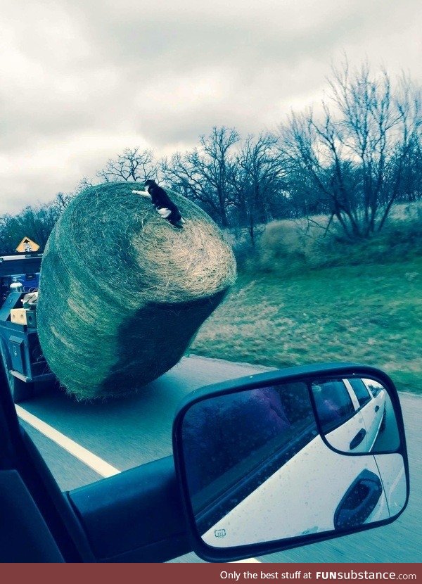 This cat is going for the ride of his lifetime