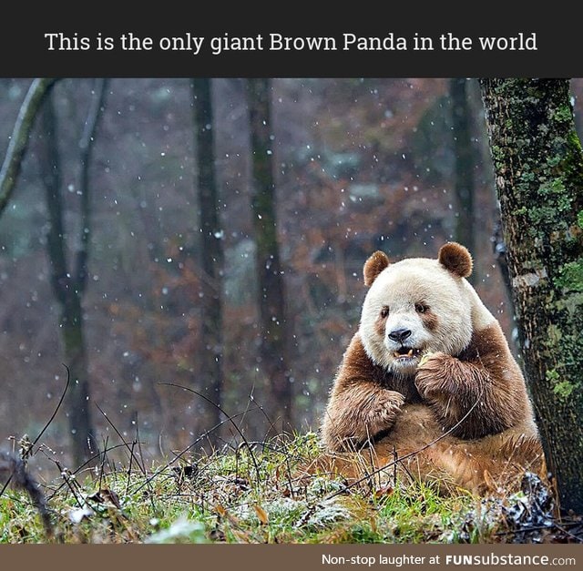 The only giant Brown Panda you'll see
