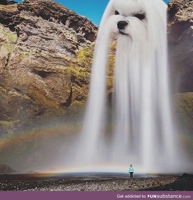 The dog of waterfall