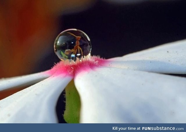 An ant in a droplet of water