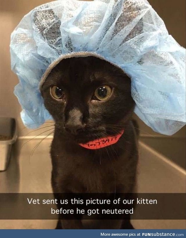 A kitten by the vet