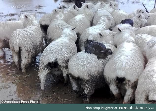 bunny's flee from the flood..on sheeps