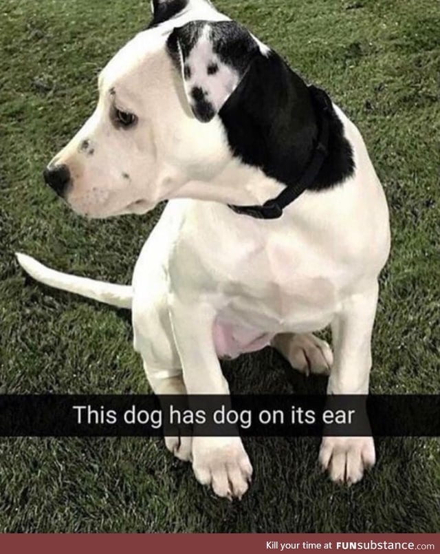 Dog in a dog ear