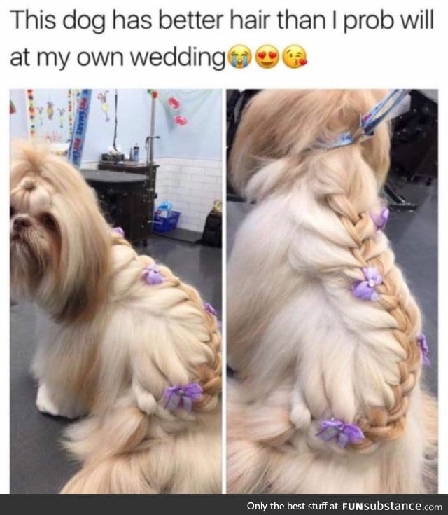 Dog has beautifully braided hair