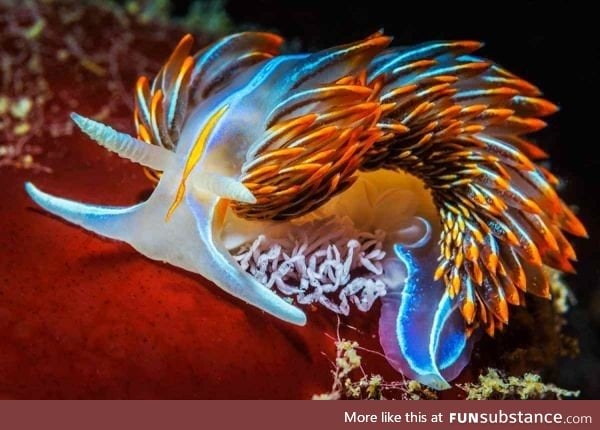 Colorful sea slug