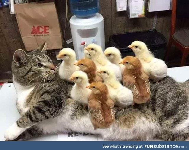 Cat suffers for horrible case of Chickenpox .