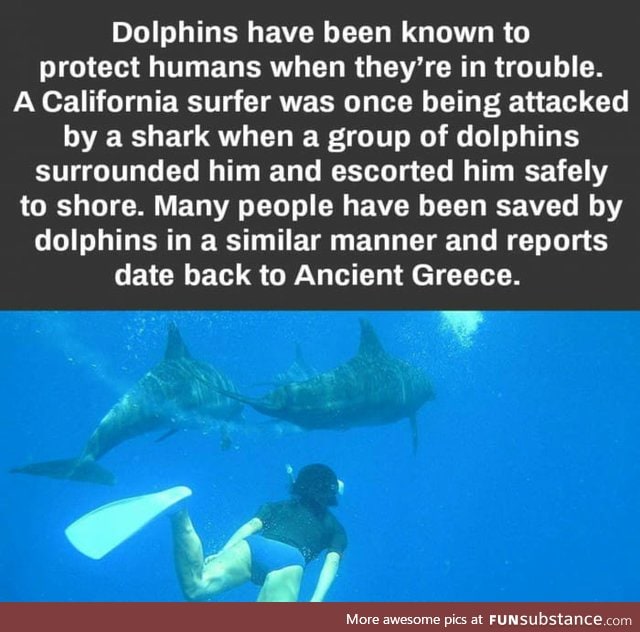 Awesome fact about dolphins