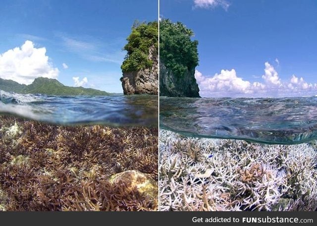 Just posting this for awareness. The reefs are dying
