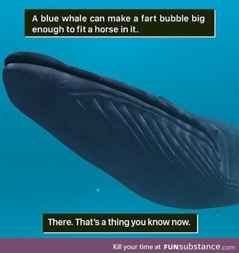 Blue whale fart bubble is huge