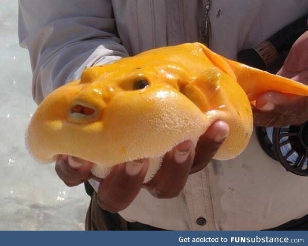 I googled "Cheese Fish" and was not disappointed