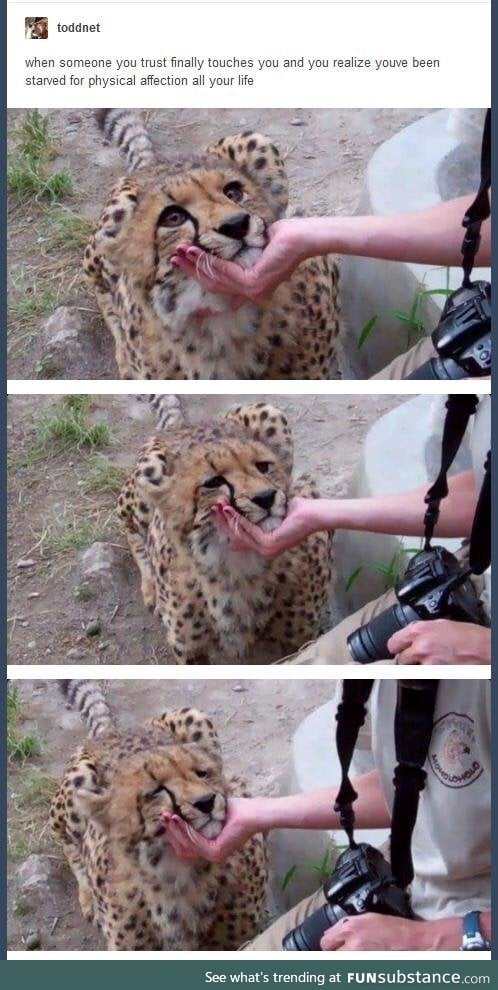 Cheetah wants some love too