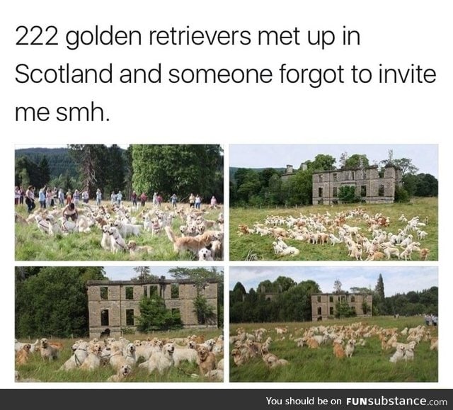 Big golden retrievers meetup