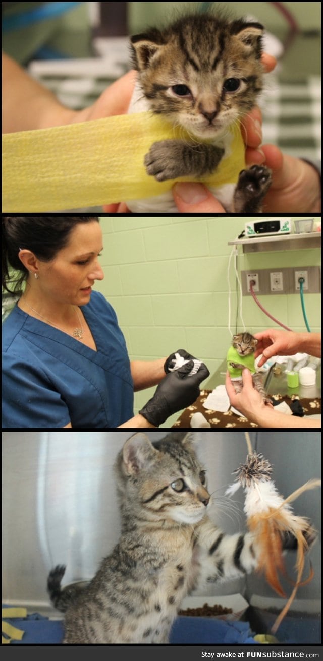 10 day old kitten survives dog attack.