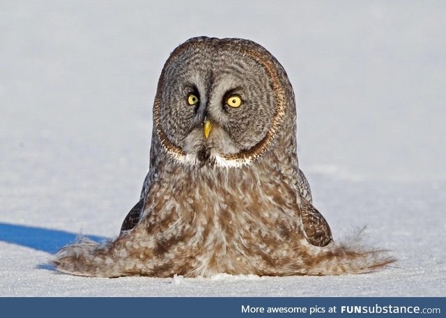Caution: To Avoid Melting, Do Not Place Owl in Direct Sunlight