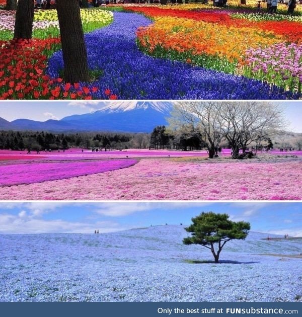 You can get every colour of flower in this park