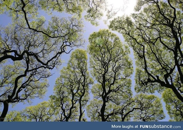 Crown shyness, a phenomenon where the leaves of individual trees don't touch others