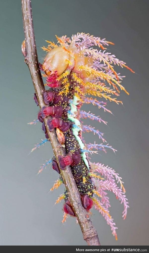 Saturniidae moth caterpillar