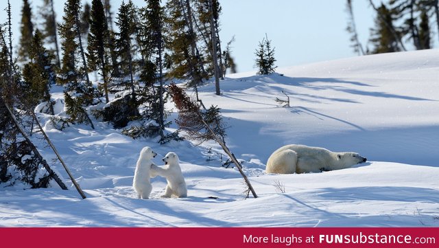 Polar Bear cubs wrestle while mom naps