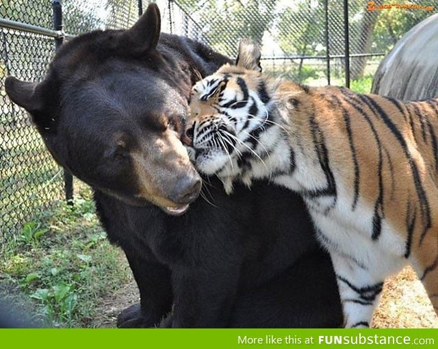 A bear and a tiger who are friends