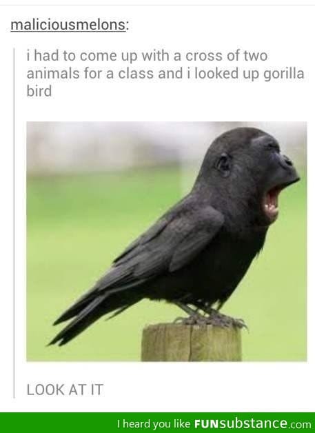 Gorilla bird