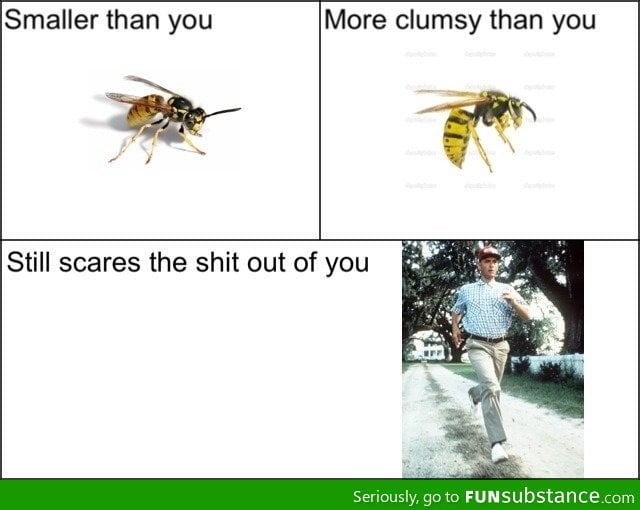 Dangerous wasp