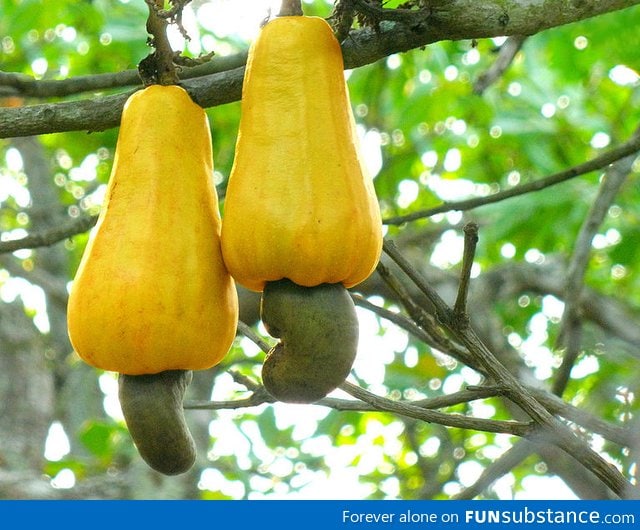 Now you know how cashew nuts look before they're picked