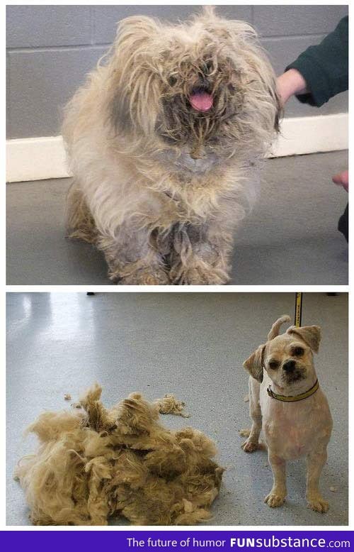 Extreme makeover: Dog edition
