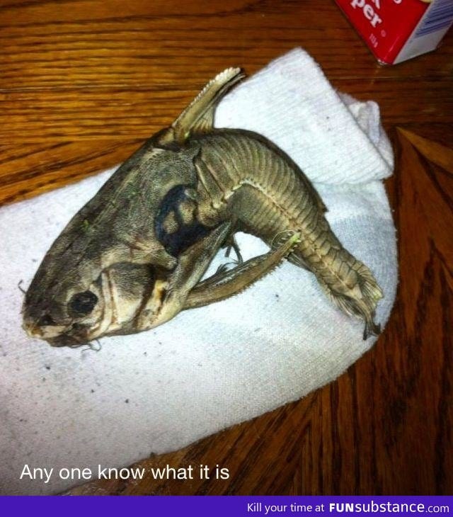 This was found near Omak, WA (250 mi outside of Seattle) - WTF is this?