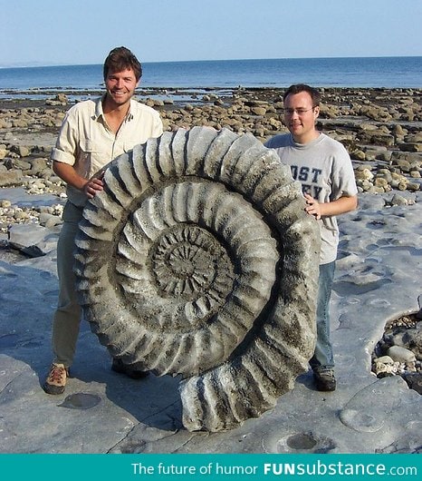 Million year old ammonite