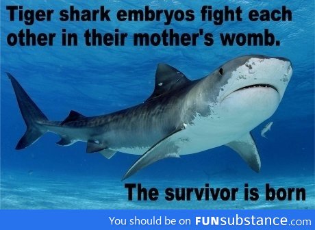 Fight for your right to survive!