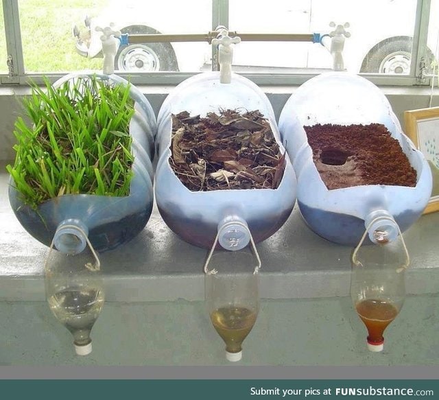 An example of how plants clean water