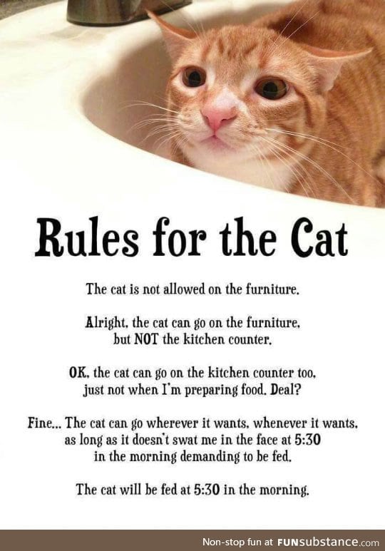 Rules for every cat