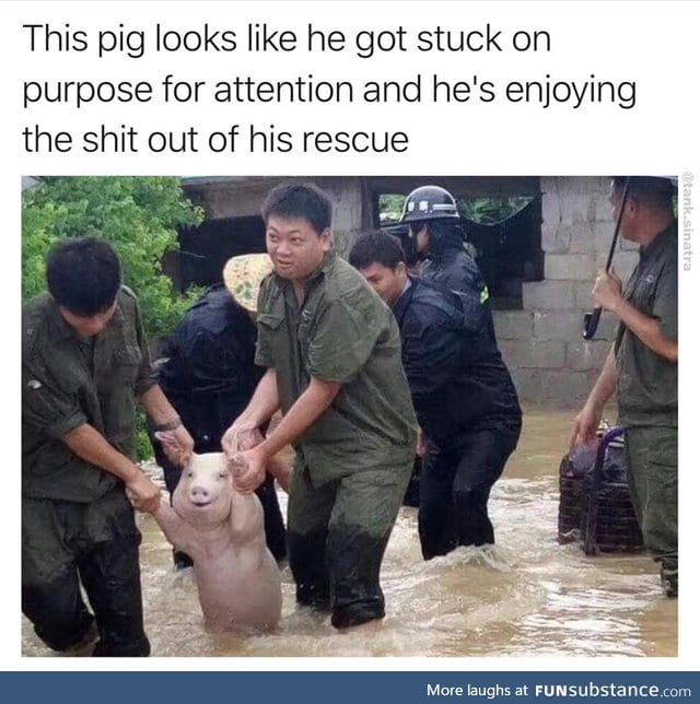Cheeky little porker