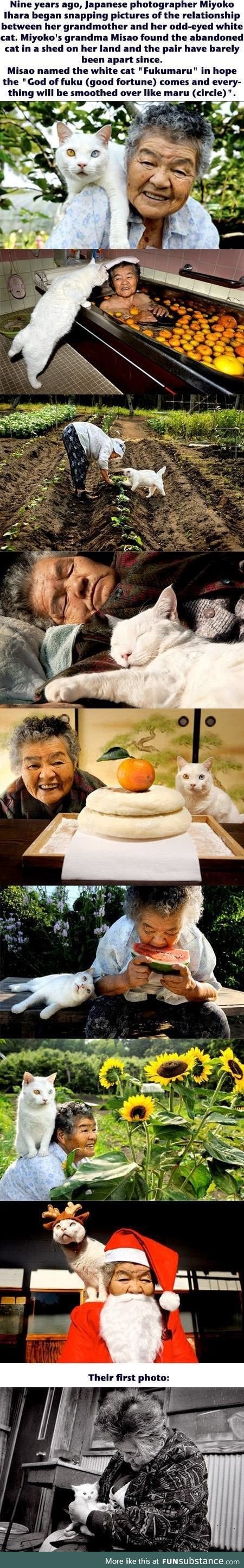 Beautiful relationship between  grandmother and a cat